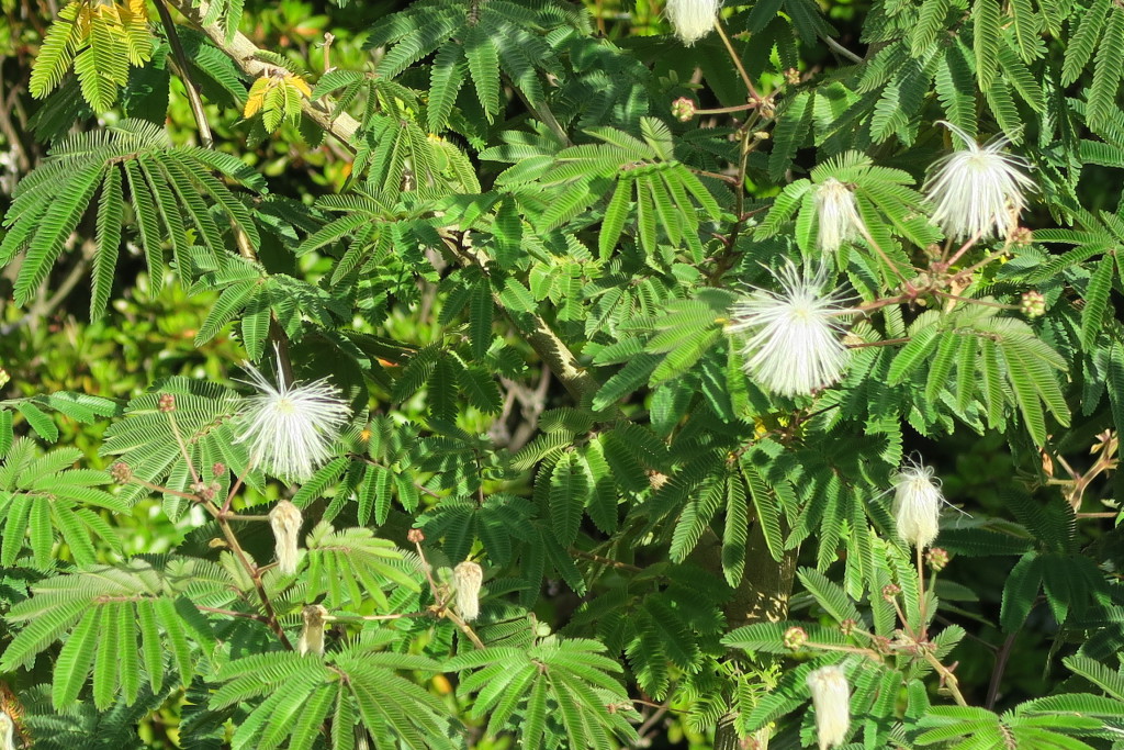 四季咲きねむの木白花　